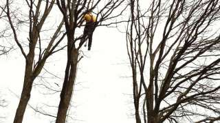 Zuidzande bomen rooien